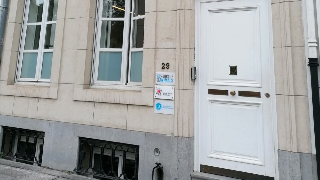 Das Büro des Deutschen Tierschutzbundes in Brüssel befindet sich in einem hellen Altbaugebäude.