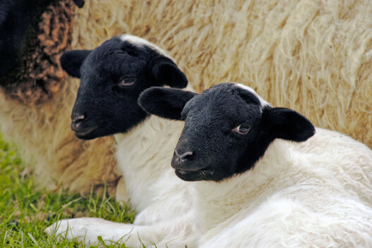 Zwei identisch aussehende Schafe mit schwarzem Kopf und weißem Körper liegen auf einer Wiese