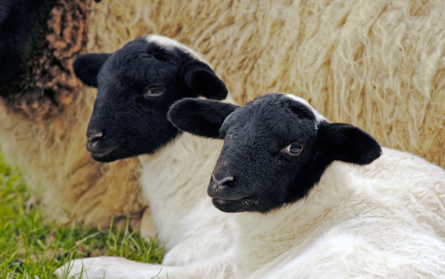 Zwei identisch aussehende Schafe mit schwarzem Kopf und weißem Körper liegen auf einer Wiese