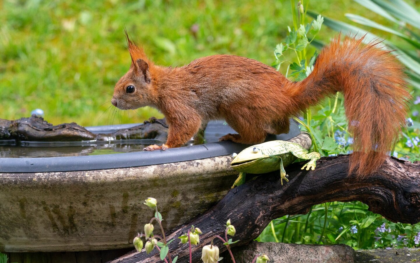 Ein Eichhörnchen sitzt in einem Garten vor einer Wasserschale.