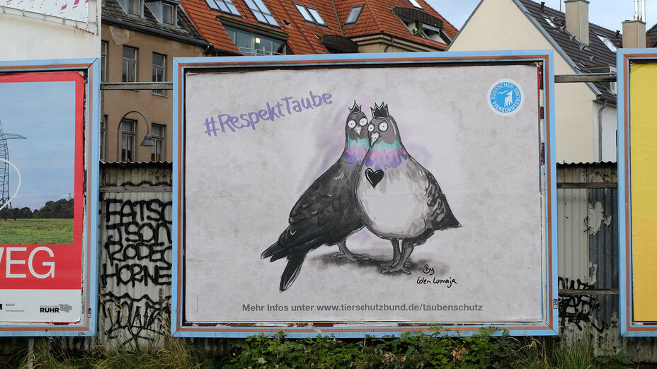 Großflächenwerbung in Köln mit zwei Tauben und dem #RespektTaube. Das Motiv hat die Künstlerin Eden Lumaja für unsere Kampagne entworfen.