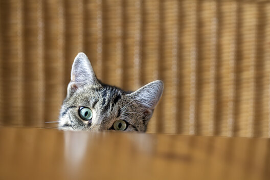 Katze schaut neugierig über die Tischkante