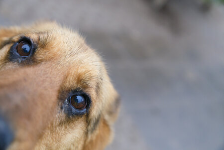 Close-Up Aufnahme eines Hundegesichts