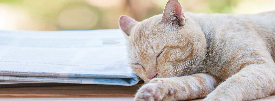 schlafende Katze liegt neben Zeitungsstapel