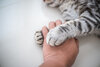 Eine Katze umarmt mit ihren Vorderpfoten die Hand eines Menschen