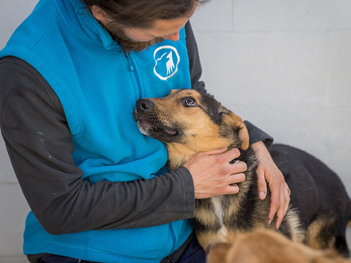 Hund aus dem Tierschutzzentrum Odessa schmiegt sich an Tierpfleger des Tierschutzzentrums Weidefeld und schaut ihn dankbar an.