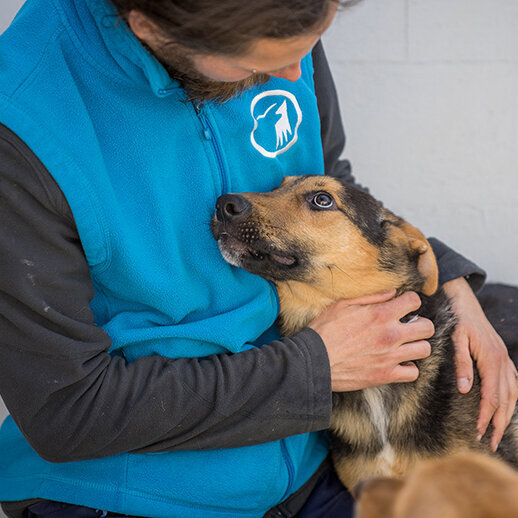 Hund aus dem Tierschutzzentrum Odessa schmiegt sich an Tierpfleger des Tierschutzzentrums Weidefeld und schaut ihn dankbar an.