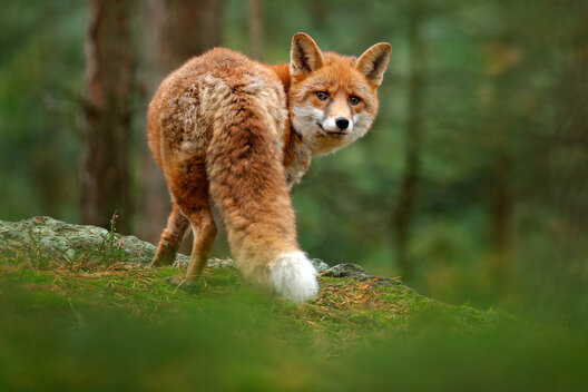 Fuchs im Wald von hinten, der sich umdreht und direkt in die Kamera schaut