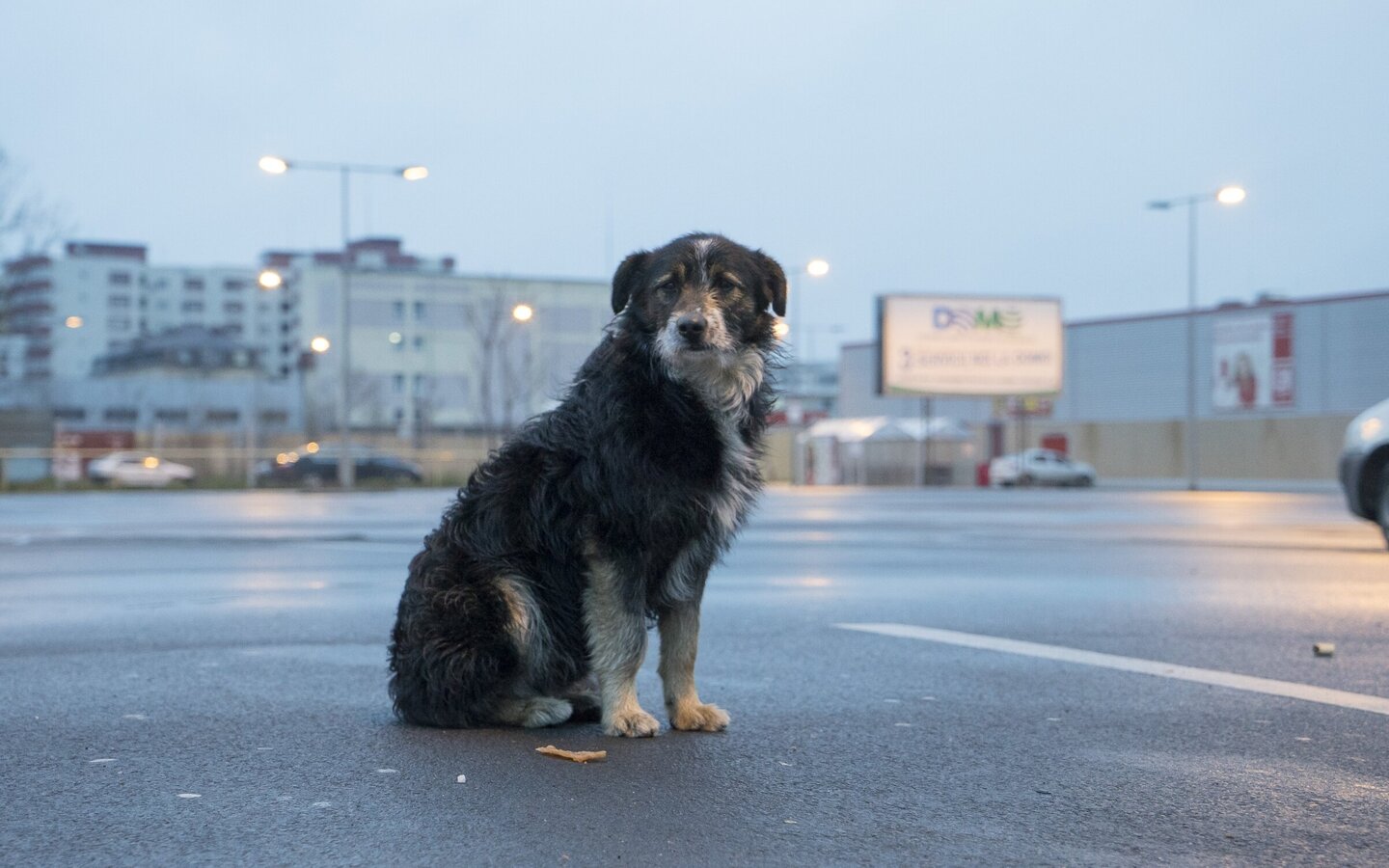 In der Dämmerung sitzt ein Straßenhund auf einem verlassenen Parkplatz