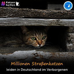 Straßenkatz unter Holz hervorschauen. Schriftzug: Millionen Straßenkatzen leiden in Deutschland im Verborgenen.