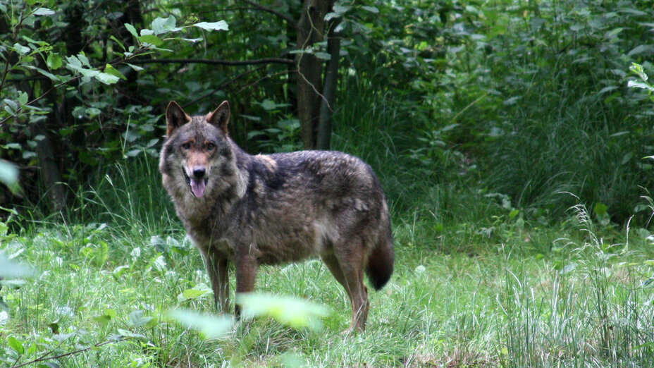 Ein Wolf steht im Wald
