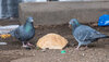 Zwei Tauben auf dem Boden picken an einem Stück