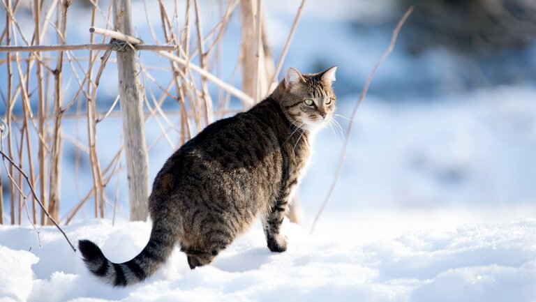 Katze auf einem verschneiten Feld