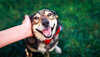 Eine Hand streichelt einen sehr glücklichen Hund am Kopf, der fröhlich in die Kamera schaut