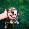 Eine Hand streichelt einen sehr glücklichen Hund am Kopf, der fröhlich in die Kamera schaut