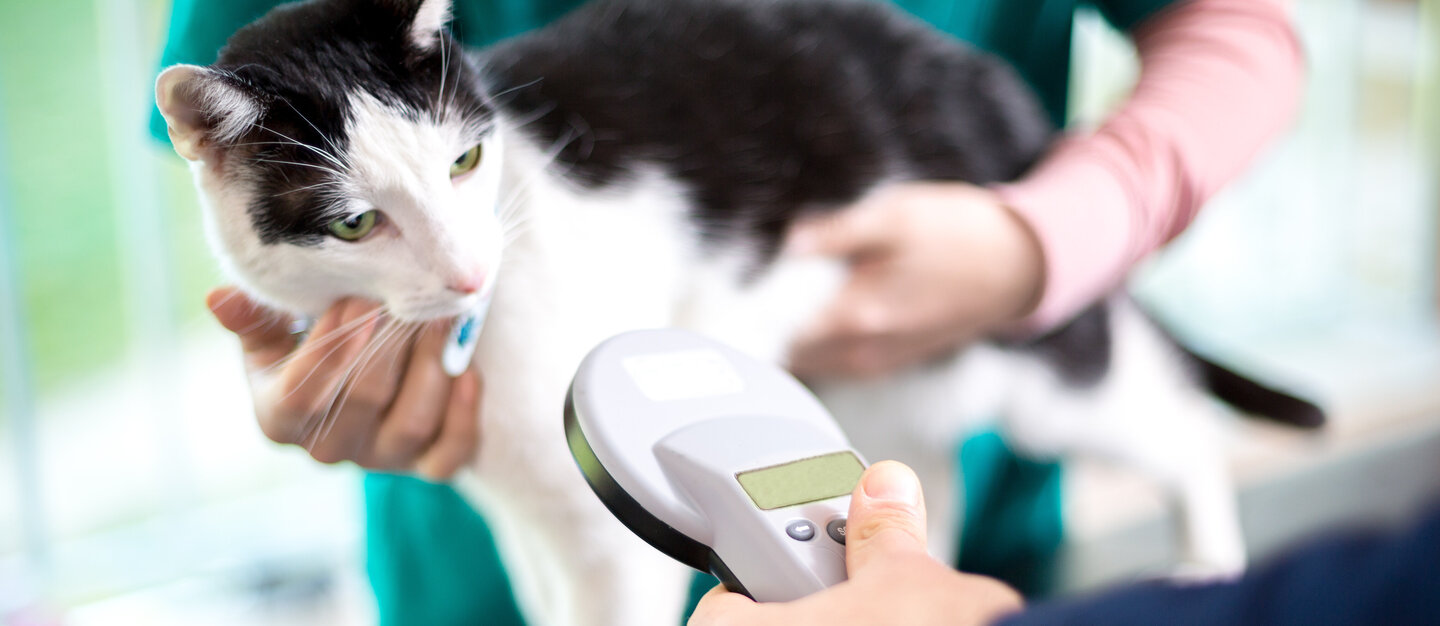 Der Chip einer schwarz-weißen Katze wird auf dem Behandlungstisch eines Tierarztes gelesen