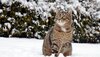 Katze sitzt im Schnee vor Gebüsch.