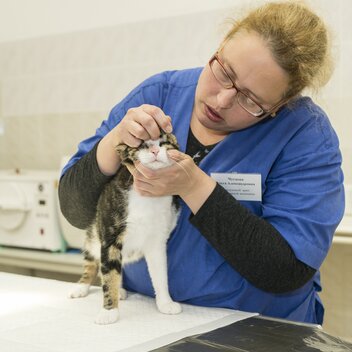Ein Tierarzt untersucht das Auge einer Katze