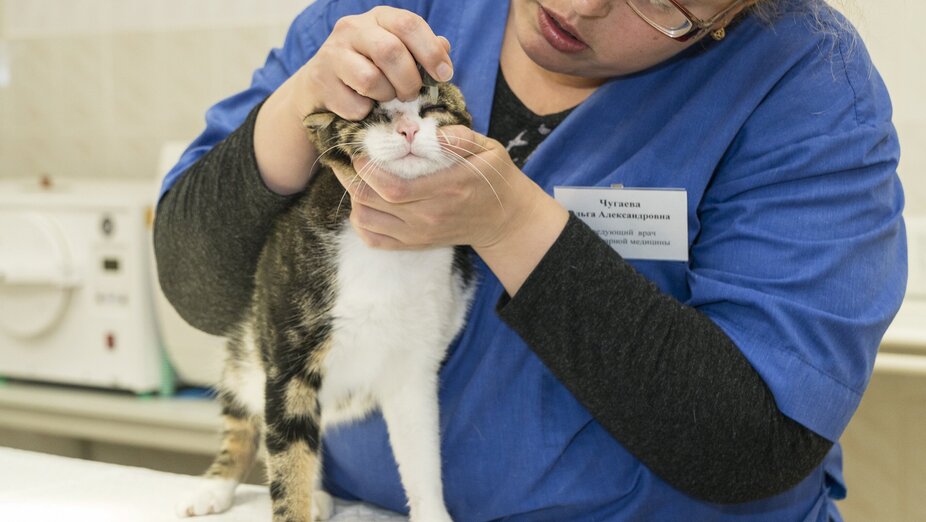 Ein Tierarzt untersucht das Auge einer Katze