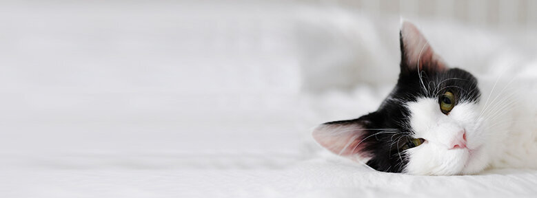 Eine weiße Katze mit schwarzen Färbungen im Gesicht liegt auf einem Bett