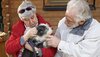 Zwei menschliche Senioren haben einen Seniorenhund auf dem Arm.