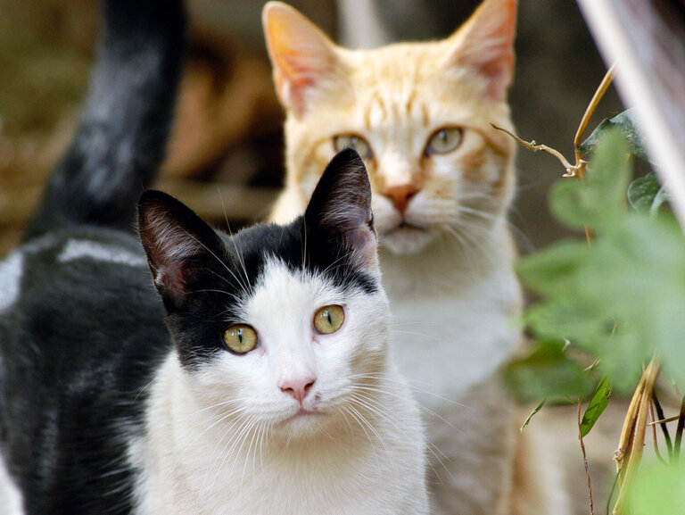 Eine schwarz-weiße und eine rot-weiße Katze im Gebüsch