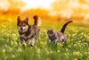 Hund und Katze laufen nebeneinander über eine Wiese