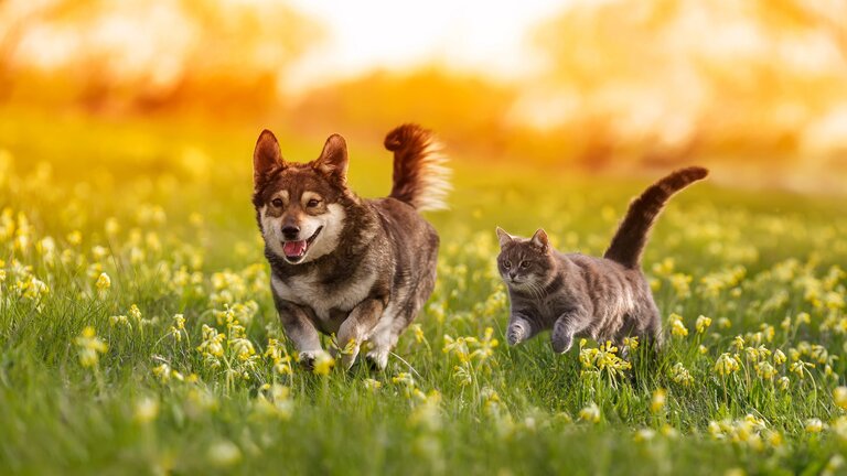 Hund und Katze laufen nebeneinander über eine Wiese