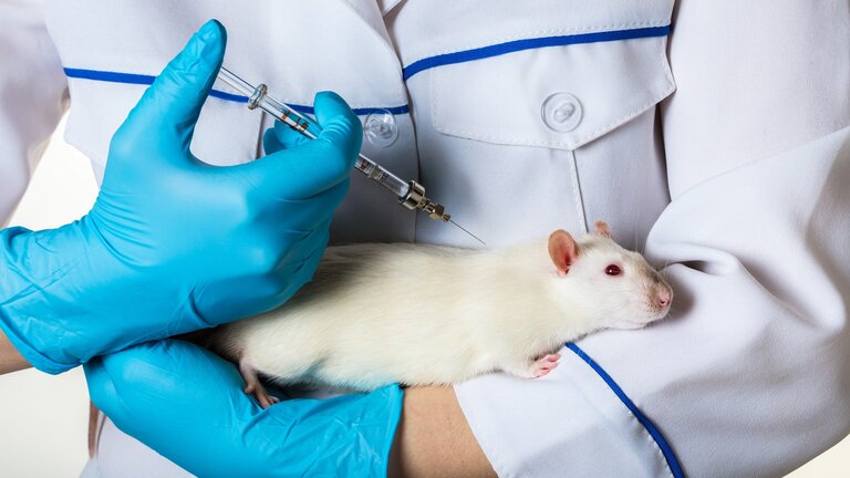 Jemand hält eine weiße Ratte auf dem Arm und richtet eine Spritze auf sie. 