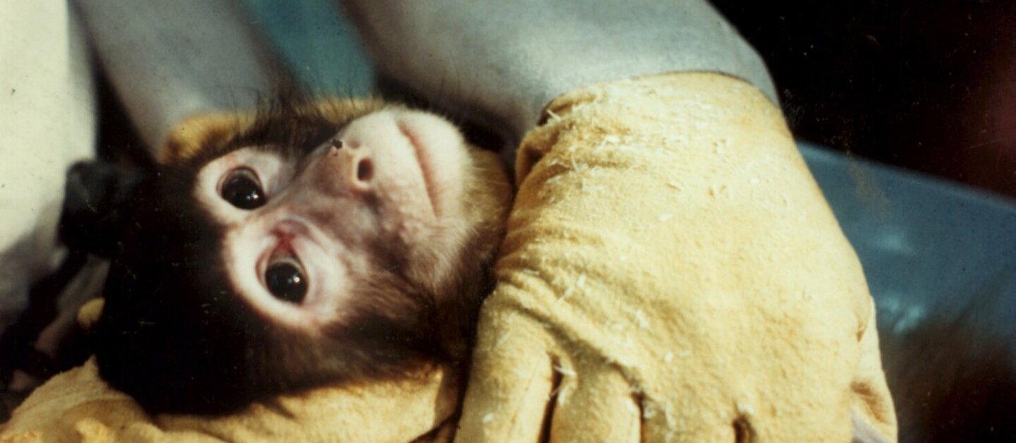 Primat kurz vor der Operation am Kopf in einem deutschen Labor.