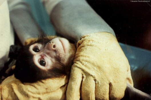 Primat kurz vor der Operation am Kopf in einem deutschen Labor.