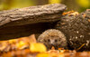 Ein Igel sitzt im Herbstlaub unter einem umgeknickten Baumstamm