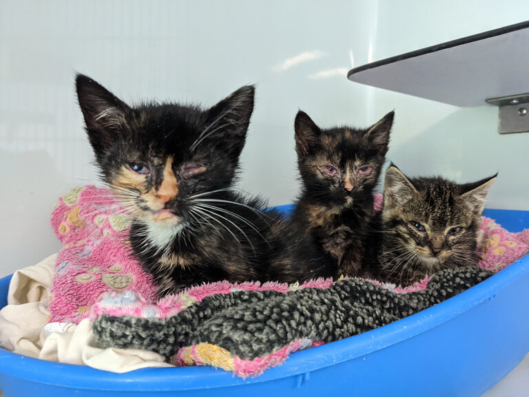 Drei junge Kitten mit Katzenschnupfen werden im Tierheim versorgt.