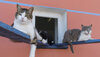 Drei Katzen in unserem Tierschutzzentrum