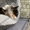 Katze mit Trichter um den Hals auf einer kuscheligen Decke liegend