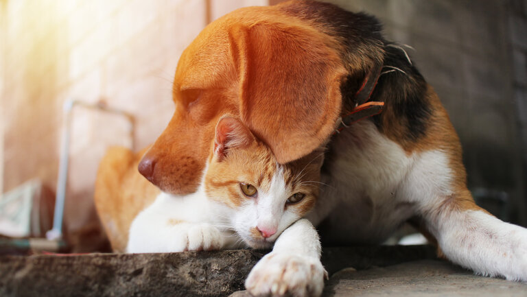Hund und Katze liegen eng aneinandergekuschelt auf dem Boden