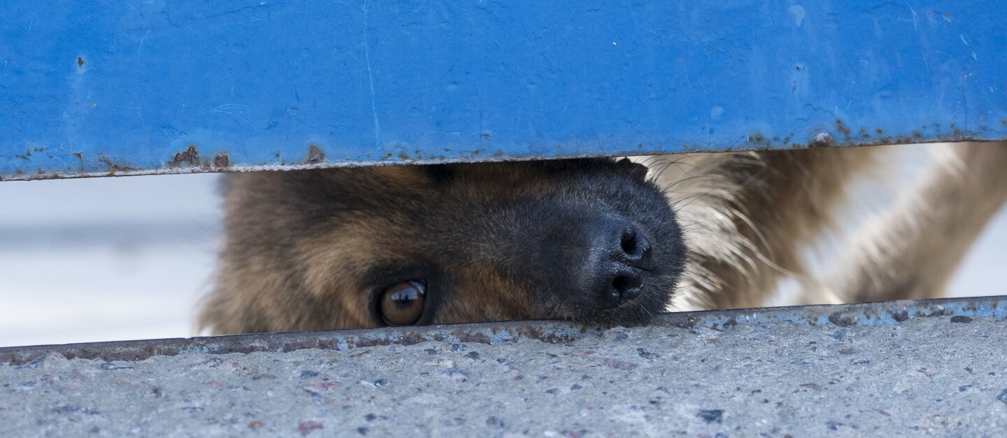 Ein Hund steckt neugierig seine Schnauze durch den Schlitz zwischen Straße und Tor