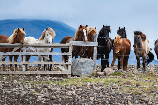Herde Islandpferde stehen auf Weide vor Gatterzaun
