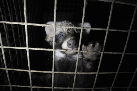 In einem dunklen Raum sitzt ein Marderhund in einem Käfig hinter Gittern.