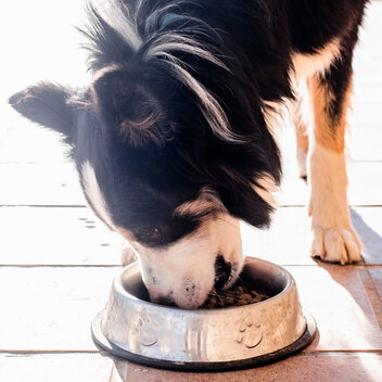 Border Collie Hund frisst aus silbernem Napf, der auf dem Boden steht