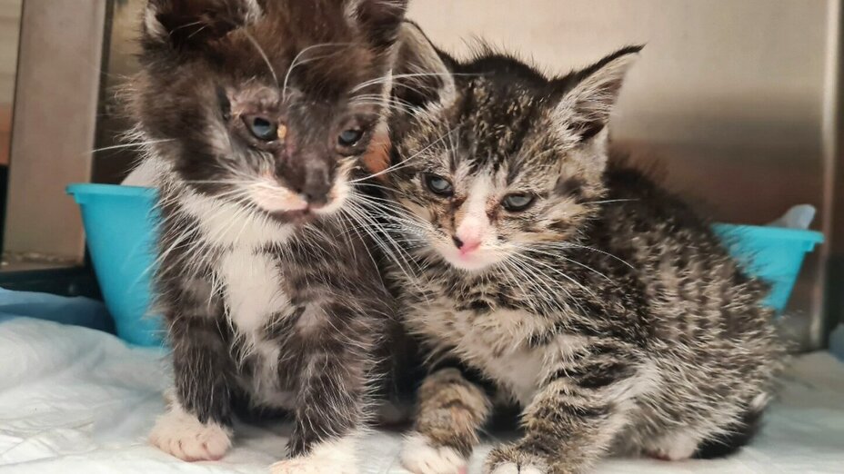 Zwei junge Straßenkatzen werden im Tierheim versorgt.