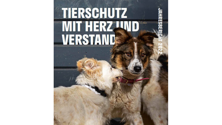 Cover des Jahresberichts 2021 des Deutschen Tierschutzbundes, auf dem eine getigerte Katze in Richtung Kamera über eine Straße läugt