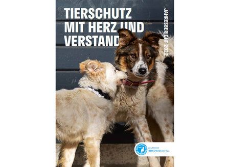 Cover des Jahresberichts 2021 des Deutschen Tierschutzbundes, auf dem eine getigerte Katze in Richtung Kamera über eine Straße läugt