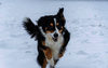 Ein Hund rennt durch den Schnee