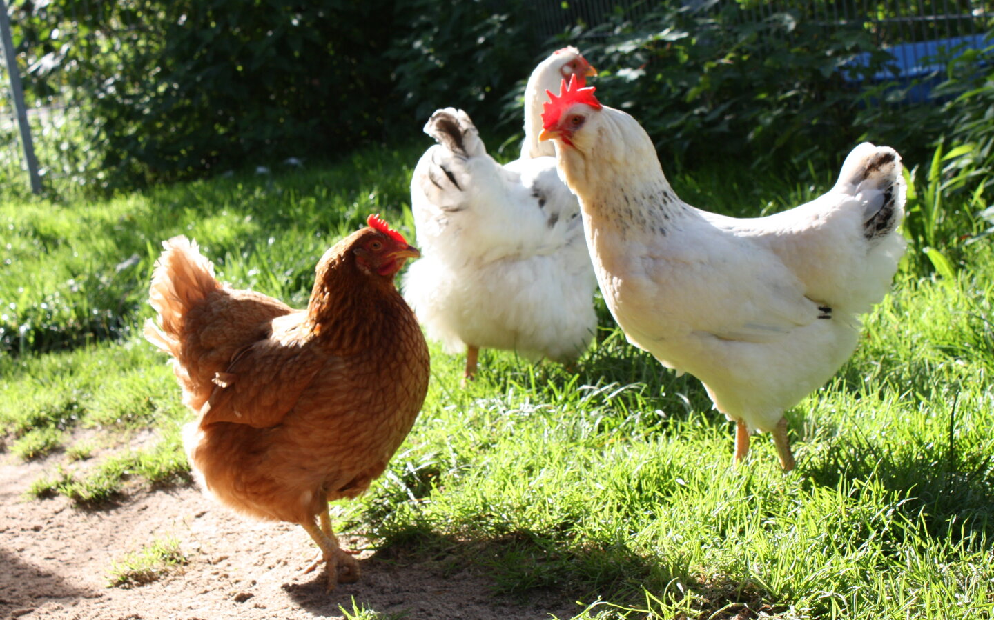 Drei Hühner, die aus einer Legebatterie stammen, laufen über eine Wiese des Tierschutzzentrums Weidefeld