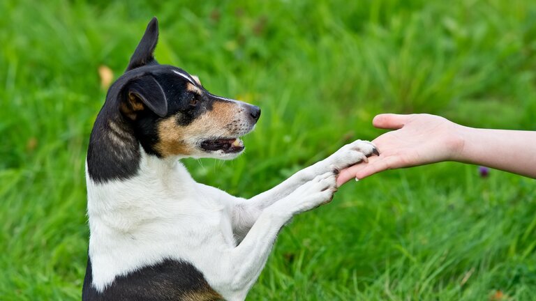 Jack Russel Terrier legt beide Pfoten auf Hand