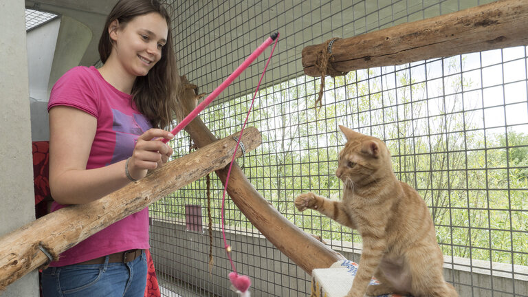 Mädchen aus dem Jugendtierschutz hält Katzenspielzeug und roter Kater spielt damit