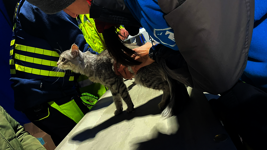 Eine Katze wird im Tierhilfecamp versorgt.