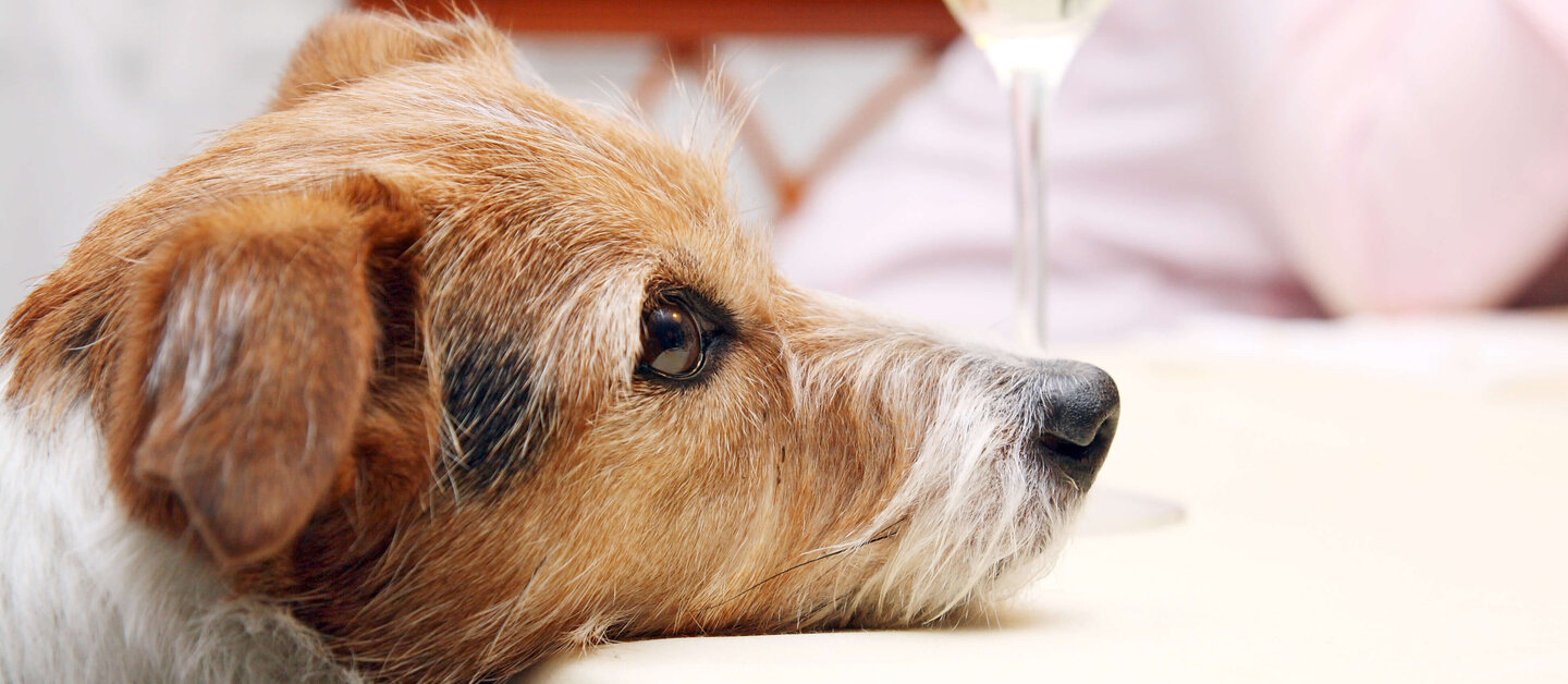 Hund legt an Silvester Kopf auf den Tisch, Sektglas im Hintergrund