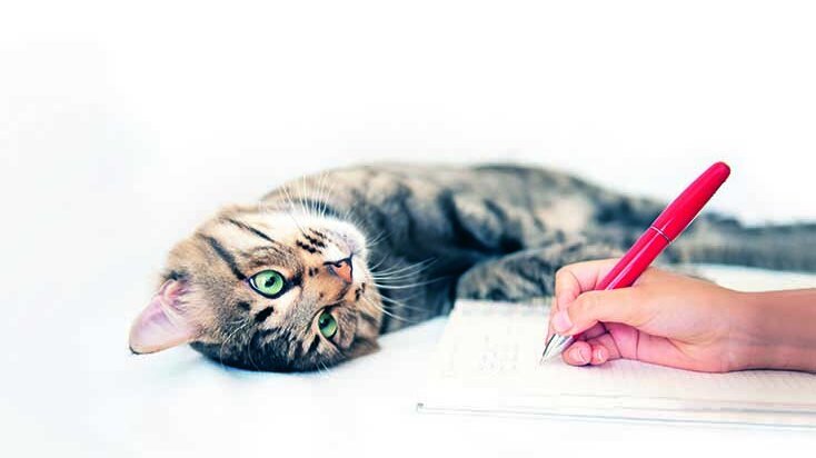 Liegende Katze schaut Mensch beim Schreiben zu